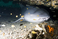 Big Nurseshark having a snooze. Koh Lipe, Thailand
Sorry, don't know why this uploaded twice....I tried to delete it, but don't know how. 