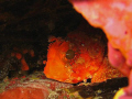 Small blenny 