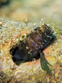 Sailfin Blenny (Emblemaria pandionis) cautiously leaving a hole. <><><><>Canon G7, Inon UCL-165, St Vincent 