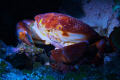 Found this crab today at Bullenbaai on the south coast of Curacao. 