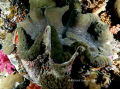 Giant Clam-Palau 