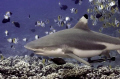Black Tipped Reef Shark encounted at Tapu divesite off Bora Bora. 
