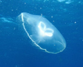 Jellyfish showing us a little love 
