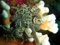 A Basket Star on some Noble Coral taken at Gasmic reef in Port Elizabeth, ISO 100 1/60 f2.6 