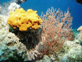 Corail jaune 