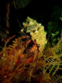 Hermid Crab...smile,you in candid camera!!! @ Blue Water Weck off Labuan with S80 Canon 