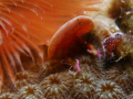  close up of a christmas tree at los arcos dive site in parguera area. 