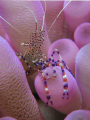 Potted Cleaner Shrimp, Bonaire 