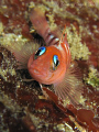 A cute looking Blue-Eyed Triplefin (Notoclinops segmentatus)<><><>Canon G9, Inon UCL-165, Poor Knights 