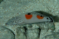 Fishs - Coris aygula 