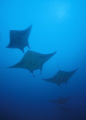 manta alley in Yap, F100 