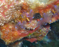 Polyps under a ledge.  This was shot by my wife Maya in Grace Bay on Provodenciales on April 13.  Natural light and shallow (less than 50') 