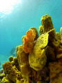 Long lure frog fishes 