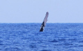 Off Maui, Hawaii a humpback whale waves to passerbyers 