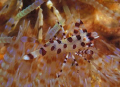 clean & cool  - Coleman shrimp , Sorong , F100 