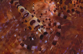2 coleman shrimps, Sorong, F100 