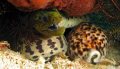 The Serpent and its egg.  