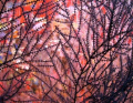 Coral Abstract 