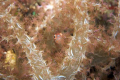 Small fish hiding in soft coral 