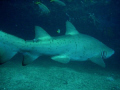 Grey nurse shark at magic point Syndey. May 08 
