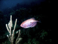 Photoshop elements was used to blacken the background by removing unwanted elements. 