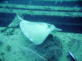 Southern Atlantic Stingray on the Sea Emperor, an artificial reef out of Fort Lauderdale  