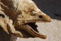 Dry murena find on the beach  around 6:00 am  
Spot: South Marsa  Alam 