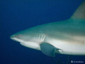A Caribbean Flyby. This photo of a Caribbean Reef Shark was taken in Nassau while diving with Stuart Coves. I used my DC500 , two strobes and wide angle lens. 