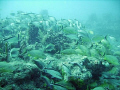 Fish on the third reef line off of Fort Lauderdale 