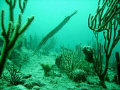 Trumpet fish on the inside reef at Lauderdale by the Sea 