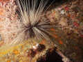 coral and urchin, night dive on "Veronica." 