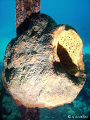 Lots of color, sponges and life on the Willaurie off Nassau. 