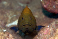 "Are you looking at me... because if your looking at me...i'll have to look at you." "So I ask again... are you looking at me?  
Shot this morning. Sharks Cove, Oahu Hawaii. 100mm macro 