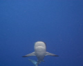 Caribbean Reef Shark makes an approach. 