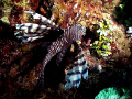 Once an unfamiliar creature in the Caribbean is now a usual sight on every dive in the Bahamas. This photo of a Lionfish was taken off Nassau 