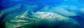 Katama Bay Fan.  This shot shows the ocean bottom of Katama Bay, an inlet on the island Martha's Vineyard.  Pilot Artist, Dick Sherman, photographed this ethereal image from his Navion airplane at an altitude of about 1,000 feet. 