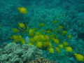 Reef fish, Big Island, Hawaii 