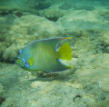 Queen Angel on the inside reef at Lauderdale by the Sea 
