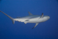 The Caribbean Reef Shark departs, but not for long.  Shyness was not on the menu. 