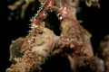 juv. OGPF 60mm macro, woody diopter, full frame 