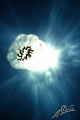 To me the sunburst looks like an ALIEN blaring beams of light from its eyes and lighting up the jellyfish... 