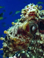 Reef Octopus - Baa Atoll, Maldives.  Olympus SP-350, single Inon strobe.  