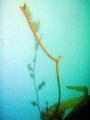 Giant kelp in Shaw's Cove, Laguna Beach.

Olympus Stylus 770 with PT-035 housing and SL-960D strobe. 