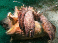 Hermit crab in conch shell. 