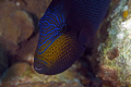 "Fish Face" ,Black Durgin, trigger family, D300, 105mm 