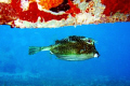 Honeycomb Cowfish seen at Sint Maarten August 2007.  Photo taken with a Canon SD550. 