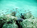 Fish on the inside reef at Lauderdale by the Sea 