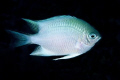 Fishs - Amblyglyphidodon leugogaster 