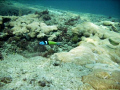 Bluehead on the inside reef at Lauderdale by the Sea 