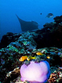 Maldivian Anemonefish with Manta in background.  North Male Atoll, Maldives.  Olympus SP-350, Fisheye lens, Inon strobe. 